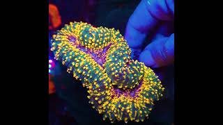 K² Korallenzucht Karlsruhe  Your source for colorful amp healthy corals amp fish [upl. by Greenwood]