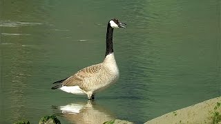 Canada Goose Honking [upl. by Earley198]