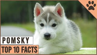 Pomsky Dog Breed  Top 10 Facts  Dog World [upl. by Zasuwa]