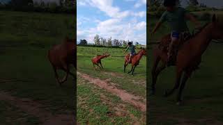 Ensinando cavalo andar no cabresto [upl. by Gathard]