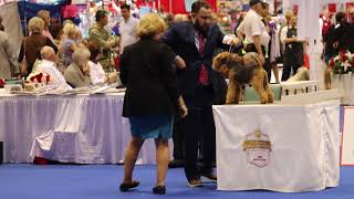 Lakeland Terrier Breed Judging Orlando 2017 [upl. by Nuhsal]