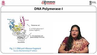 Evolution in enzymology Klenow T7 polymerase Taq polymerase [upl. by Vally]