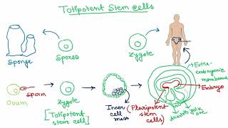 Stem Cells  Hindi   Totipotent  Pluripotent  Multipotent  Oligopotent  Unipotent [upl. by Rovner]