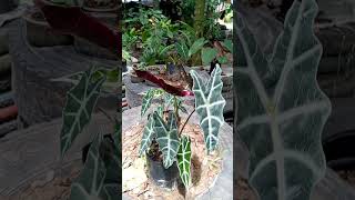 Alocasia amazónica cara de caballo  conociendo las plantas vivero NASE [upl. by Elagibba]