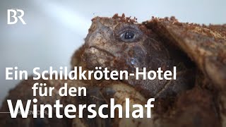 Ein SchildkrötenHotel für den Winterschlaf So werden sie wieder geweckt  Frankenschau  BR [upl. by Straub]