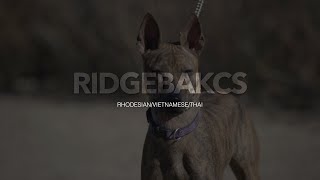 Discovering the Unique Qualities of 3 Amazing Ridgeback Dog Breeds [upl. by Berrie]