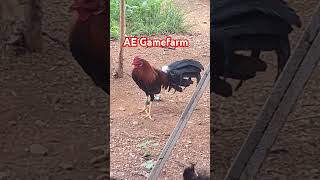 AE Gamefarm [upl. by Alita]