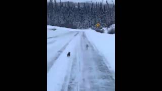 EPIC Chase Marten hunting rabbit  Who Wins [upl. by Osborne]