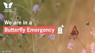 UK Butterfly Emergency Declared [upl. by Ordnazil]