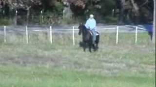 gaited morgan horse [upl. by Enelia]