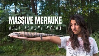 MASSIVE Merauke Blue Tongue Skink [upl. by Miguelita654]