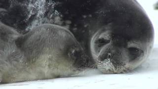 Beautiful Weddell Seals of Antarctica [upl. by Yelehsa]