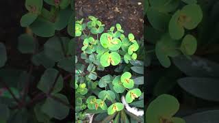 Euphorbia amygdaloides purpurea  perennial plant garden plant short plants flowers euphoria [upl. by Pelson]