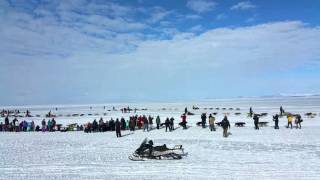 Start of Kobuk 440 Sled dog race [upl. by Law]