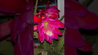 Весенний эпифиллум Epiphillum hybrid epiphyllum plants [upl. by Caylor]