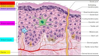 Short notes on the cells of the Epidermis Keratinocytes Melanocytes Langer han cells Merkel cell [upl. by Thunell]