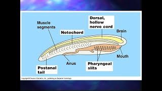 Importance of the Notochord  Embryonic vertebral column [upl. by Dempstor273]