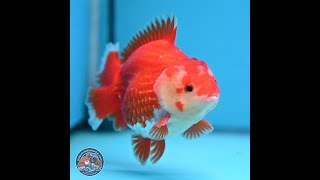 Red White YuanBao Oranda 4 in 241018OR25 [upl. by Odla444]