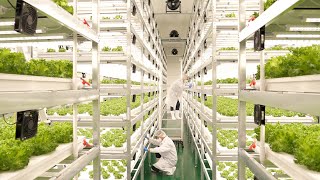 farming is science process of growing fresh vegetables by Korean scientists [upl. by Marras]