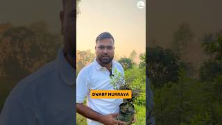 Dwarf Murraya  Compact Fragrant Shrub for Gardens amp Indoors  Gajraula Nursery [upl. by Ttenrag]