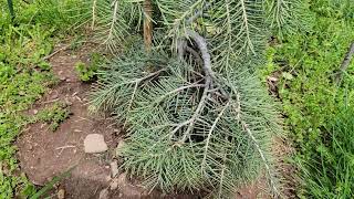 10 Alternatives to growing Colorado Blue Spruce in Tennessee [upl. by Akiras]