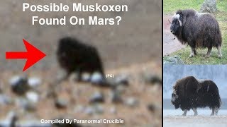 Possible Muskoxen Found On Mars [upl. by Poulter]