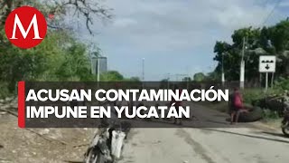 Comunidad Maya lucha contra la instalación de una granja porcícola Yucatán [upl. by Noissap225]