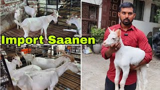 Extreme Level Saanen Female ka khazana The Goats Spot Aurangabad Full Farm Tour [upl. by Nueoht]