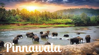 Pinnawala Elephant Orphanage  Sri Lanka 🇱🇰 [upl. by Leirej]