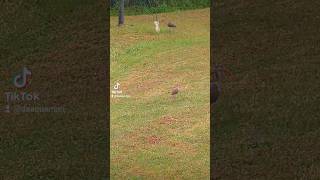 Juvenile White Ibis vs Adult White Ibis fypシ゚viral nature floridawildlife strangebirds stork [upl. by Modnarb]