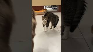 Cat pet behavior is very cute and unique part 17 cat cates funny catts cute catt catlover [upl. by Amii]