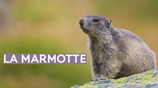 La marmotte [upl. by Heloise]