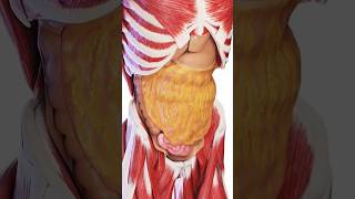 Subcutaneous Fat youtubeshorts ytshorts bellyfat anatomy [upl. by Arehahs]