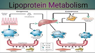 Lipoprotein Metabolism Biochemistry [upl. by Gadmann]