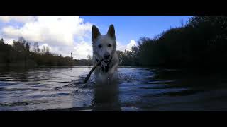 Swiss White Shepherd  bomenpark Hoge vorsel 27102024 [upl. by Podvin]