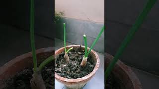 The beginning of my green onions plant growth nature greenonion nature gardening plantsgarden [upl. by Anuahsar]