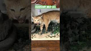 taxidermy wild cat [upl. by Aitropal]