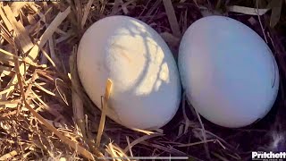 Afternoon Close Ups with the Eggs Nov 16 2024 [upl. by Ayaladnot]