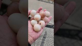 అమెరికా లో lychee fruits dont eat with empty stomoch Fruits in USA USA telugu Vlogs [upl. by Mutat]