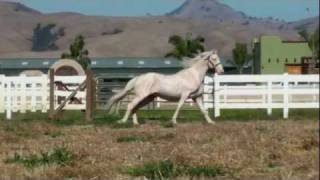 Lusitano Stallion Caetano For Sale [upl. by Odlamur]