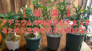 【結論】アデニウムの塊根部分を太らせるために主幹を切る必要はない！ 4K [upl. by Lladnarc]