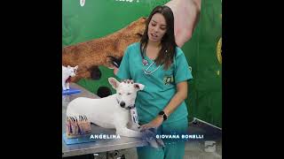 Conheça o curso Técnico em Veterinária com a Giovana Bonelli [upl. by Hayden140]