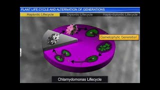 CBSE Class 11 Biology  Plant Life cycles and Alternation of Generation  By Shiksha House [upl. by Amik]