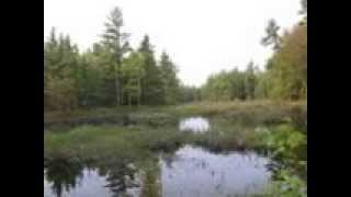 Bird Sounds in the Morning  Georgian Bay Islands [upl. by Ellesirg369]