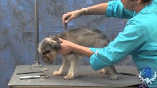 Grooming a Pet Brussels Griffon with Judy Hudson NCMG [upl. by Cathy]