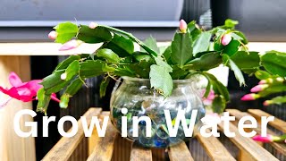 How to Grow Christmas Cactus in Water Tips on Holiday CactusThanksgiving CactusZygocactus [upl. by Ranit]