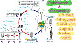 14 Opisthorchis amp Clonorchis 🔥🔥 Life cycle  Pathogenesis  Clinical signs  Diagnosis  Treatment💊 [upl. by Nishom]