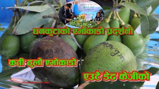 Large avocados on display । प्रदर्शनीमा देखिएकाे ठुलाे एभाेकाडाे ।village matter [upl. by Aihsila]