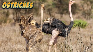 Fascinating Facts about Ostriches  Crazy Facts  Random Facts  Amazing animal Facts [upl. by Nisior807]