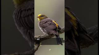 honeyguide bird bird honey uniqueanimals facts reels uniquecreatures shortfeed viral [upl. by Natalie475]